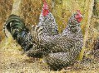 Gallinas y gallos pedreses 5 €/unidad - mejor precio | unprecio.es