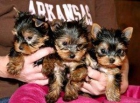 pequeña taza de té cachorros yorkie para su aprobación - mejor precio | unprecio.es