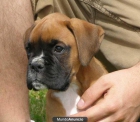 Preciosa cachorra boxer dorada - mejor precio | unprecio.es