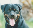 VENTA DE ROTTWEILER - mejor precio | unprecio.es