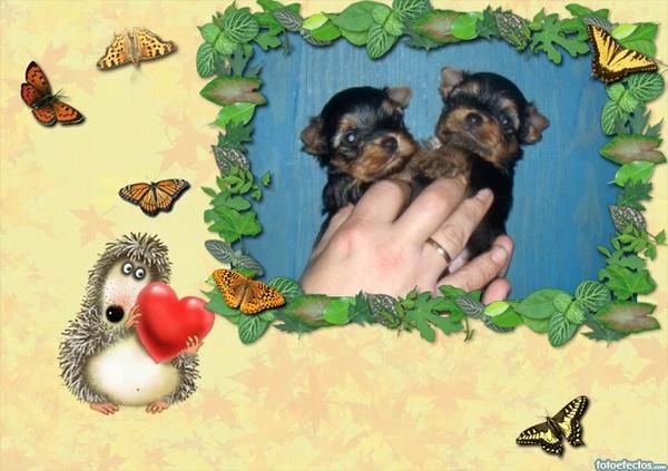 yorkshire terrier dos machitos toy con pedigri loe
