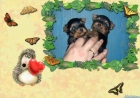 yorkshire terrier dos machitos toy con pedigri loe - mejor precio | unprecio.es