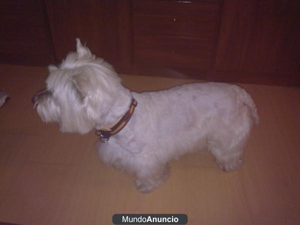 Busco una hembra que me de cachorritos