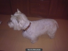 Busco una hembra que me de cachorritos - mejor precio | unprecio.es