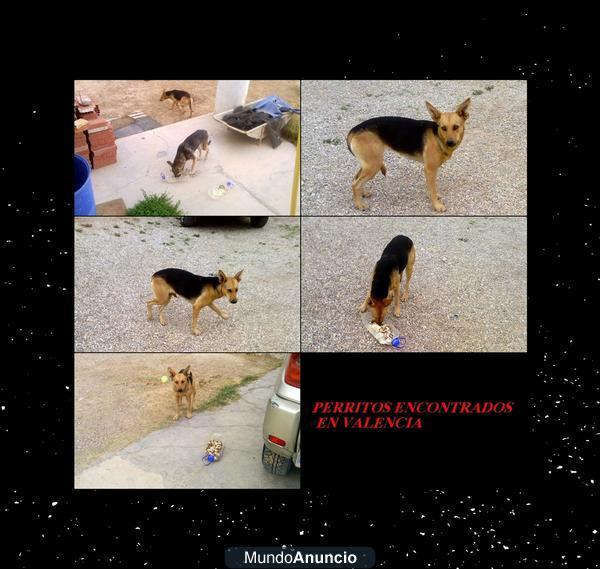 PERRITOS ENCONTRADOS BUSCAN HOGAR URGENTE