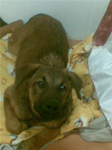 poky,cachorrito de mastin,dulce,adopcion