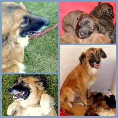 Regala estas Navidades un perrito!!! (son gratis)