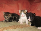 REGALO GATITOS - mejor precio | unprecio.es