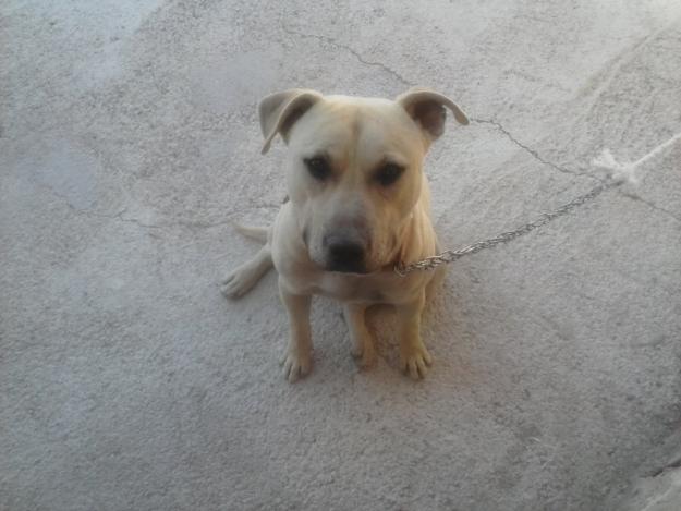 Regalo un cachoro de STANFORD AMERICANO