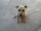 Regalo un cachoro de STANFORD AMERICANO - mejor precio | unprecio.es