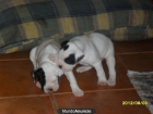 SE VENDEN BOXER - mejor precio | unprecio.es