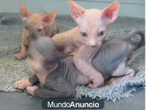 un gatito MACHO de raza sphynx sin pelo o gato egipcio. .¡¡¡¡¡ los?//// padres tienen pedigree