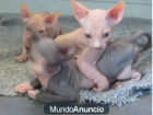 un gatito MACHO de raza sphynx sin pelo o gato egipcio. .¡¡¡¡¡ los?//// padres - mejor precio | unprecio.es