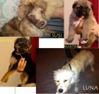 Varios cachorritos en adopción urgente (Murcia)‏ - mejor precio | unprecio.es