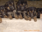 Vendo camada pastores alemanes con pedigree - mejor precio | unprecio.es