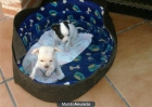 VENDO CHIGUAGUA - mejor precio | unprecio.es