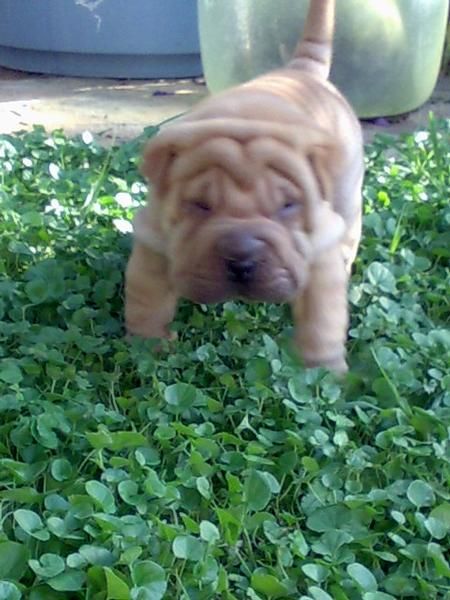 vendo shar pei
