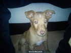 CACHORRO PARA ADOOPCIÓN - mejor precio | unprecio.es