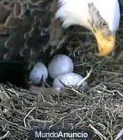 El águila y el Buitre Incitan - mejor precio | unprecio.es