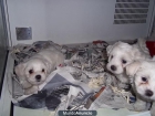 Bichon Maltes machos y hembras a 315 euros - mejor precio | unprecio.es