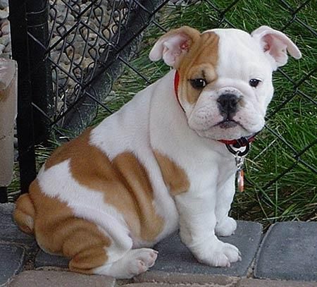 Bulldog Inglés agradable y cariñoso perrito ya está disponible 80