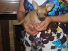 Chihuahuas,cachorros,buen precio y calidad. - mejor precio | unprecio.es