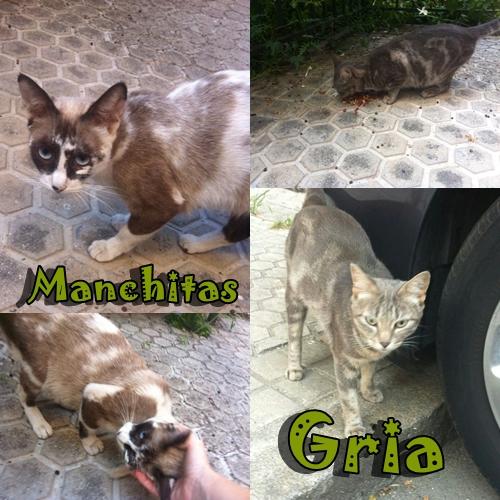 MANCHITAS Y GRIA. Dos hermanas mal viviendo en la calle y en peligro.