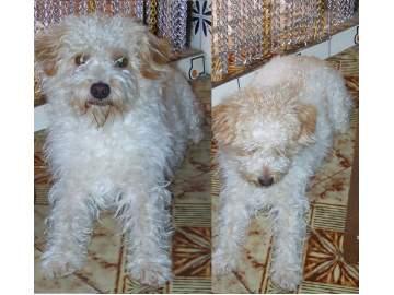 Perro muy cariñoso , alegre y guardian mestizo