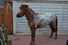 pony shetlan - mejor precio | unprecio.es