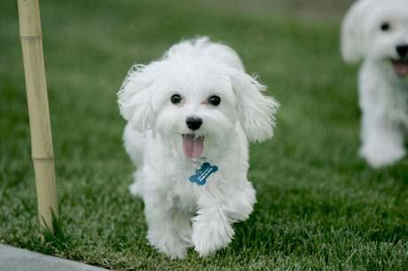 puro cachorros maltés blanco