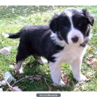 un cachorro Border Collie - mejor precio | unprecio.es