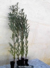 Plantas de Ciprés a 0,40€ - mejor precio | unprecio.es