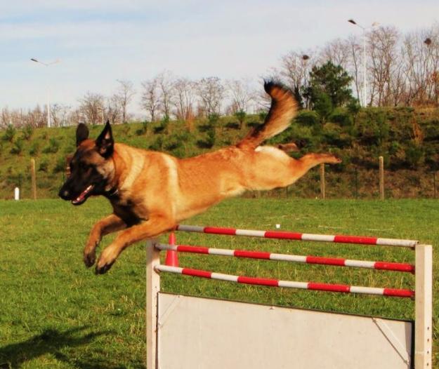 Adiestrador canino navarkan