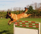 Adiestrador canino navarkan - mejor precio | unprecio.es