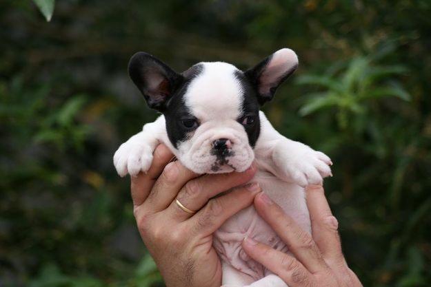 Bulldog frances