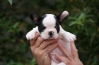 Bulldog frances - mejor precio | unprecio.es