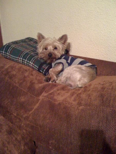 Busco novia