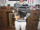 CACHORROS DE PASTOR ALEMAN CON PEDIGREE NEGRO FUEGO - mejor precio | unprecio.es