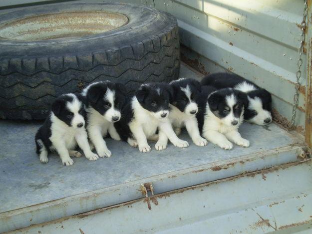 CAMADA BORDER COLLIE