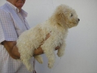 Excelente camada de perro de aguas español - mejor precio | unprecio.es