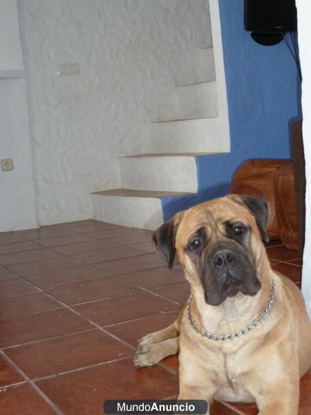 Expectacular camada de bullmastiff