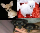 me gustaria un chihuahua ,pomerania toy macho o hembra ,o raton de praga hembra por 80€ - mejor precio | unprecio.es