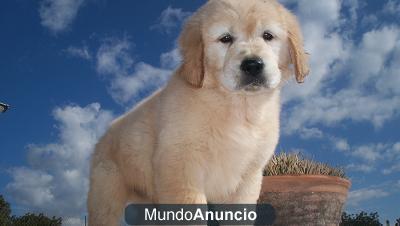 OFERTA!! EXCELENTES GOLDEN RETRIEVER DE MUY BUENA CALIDAD NACIDOS EN MALLORCA! CON PEDIGREE EXCEPCIONAL!