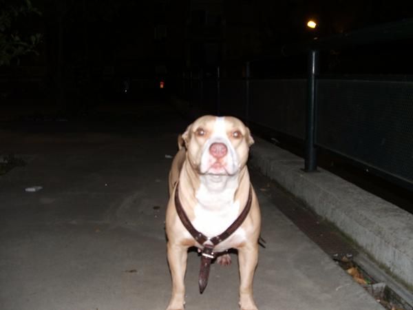 Regalo pitbull mexicano raza rednose