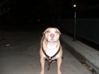 Regalo pitbull mexicano raza rednose - mejor precio | unprecio.es
