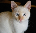 Regalo precioso gato mezcla siamés-común - mejor precio | unprecio.es