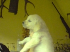 Se venden golden retriever - mejor precio | unprecio.es