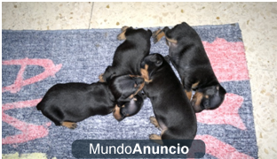 Se venden Pinscher Miniatura