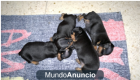 Se venden Pinscher Miniatura - mejor precio | unprecio.es