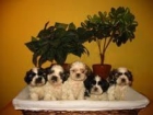 SHI TZU PRECIOSOS 290 EUROS - mejor precio | unprecio.es